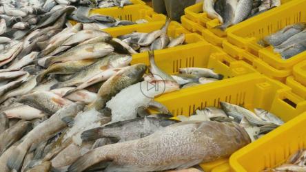 市场上放在盒子里的新鲜海鲜[]