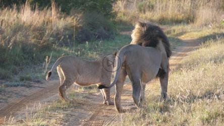 狮子夫妇在路中间[4K]