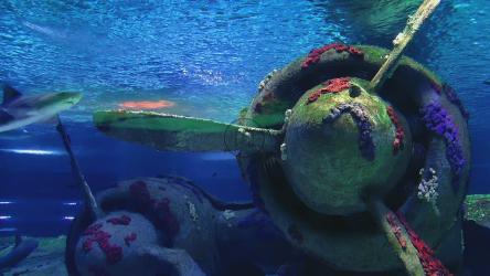 鲨鱼在沉没的飞机附近游泳[]