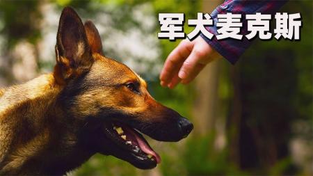主人在战场上被害牺牲，军犬想尽办法为主人报仇！《军犬麦克斯》