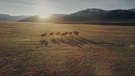 野马在山边的草地上奔跑[]