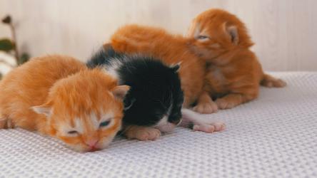 可爱的新生小猫[4K]