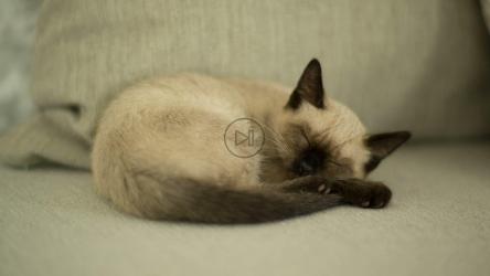 猫在打盹[免费商用]