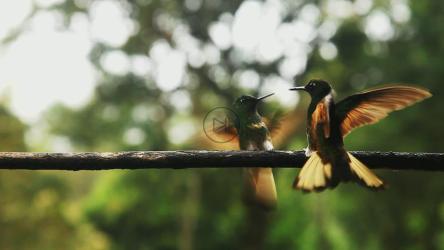 蜂鸟在栏杆上飞翔玩耍[]
