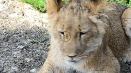 躺在树荫下的狮子女[]