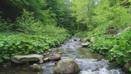 春天森林里的小溪，慢动作[]