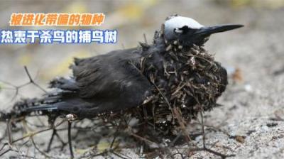 被进化带偏的捕鸟树有多可怕？以“杀鸟为乐”，却忘了传播种子