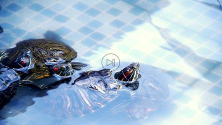 海龟在浴缸里游泳，近景[4K]