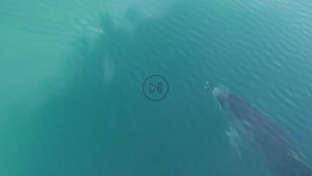 海豚在海里游泳[4K]