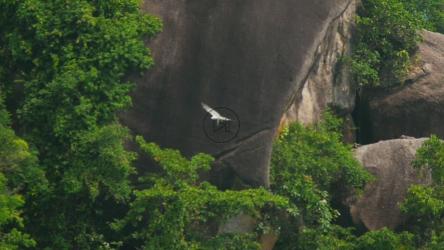 鹰在树梢上高高飞翔[]