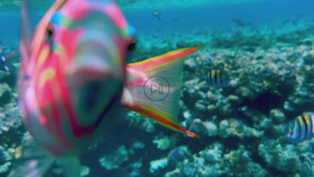 珊瑚礁上，色彩鲜艳的热带鱼游近镜头[]