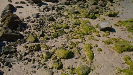 岩石海滩表面近景[免费商用]