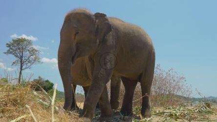 一对正在吃东西的大象[免费商用]