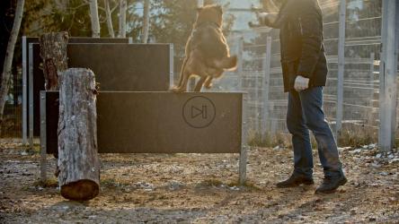 一名男子通过让狗跳过跨栏来训练它[4K]