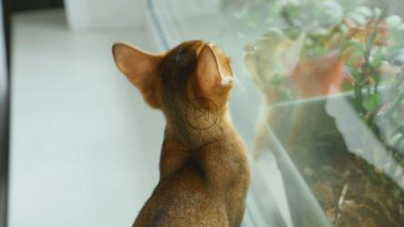 窗户边的小猫[]