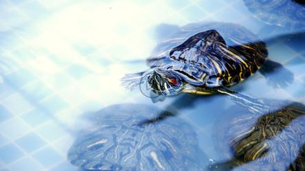 游泳的小乌龟[4K]