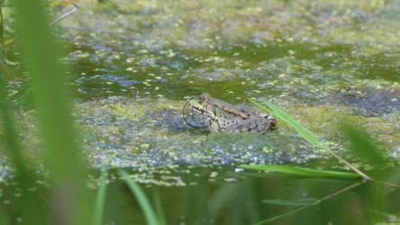 绿蛙站在沼泽地上[4K]