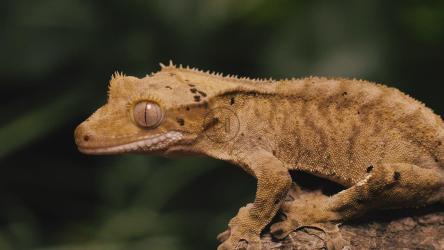 树干上的橙色壁虎特写镜头[4K免费商用]