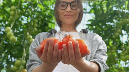 农民在温室里拿着西红柿[4K]