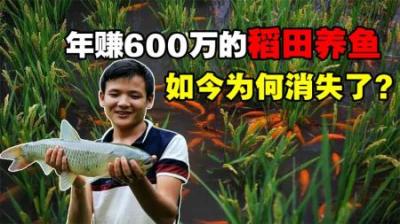 稻田养鱼一年能挣600万，为何如今逐渐没落？看完你还敢养吗？