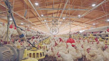 饲养母鸡的大型农场[]