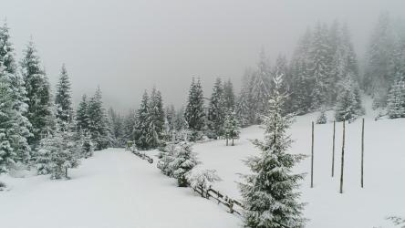 雾蒙蒙的冰冻森林里下雪，鸟瞰图[4K]