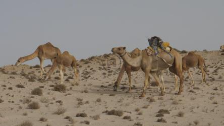 骆驼在沙漠中吃草[4K]