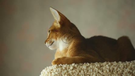 平静的小猫休息[]