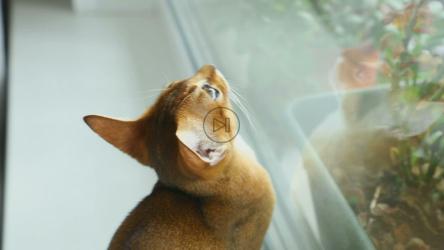 小猫盯着窗户[]