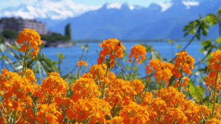 橙色的花朵和背景中的湖泊[]