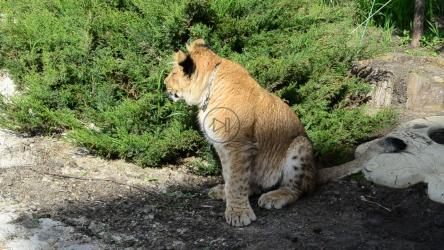 公园里的年轻狮女[]