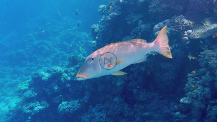 大型热带鱼在珊瑚海床上优雅地游动[]