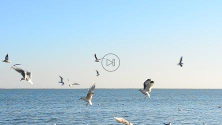 在阳光明媚的日子里，海鸥在海边飞翔[]