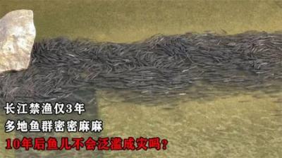 长江禁渔仅3年，多地鱼群密密麻麻，十年后鱼儿不会泛滥成灾吗？