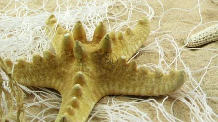 沙滩上的海星[4K]