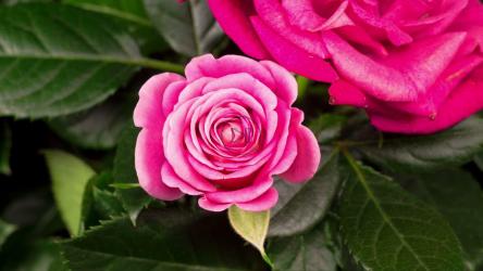 树枝上盛开的玫瑰花[4K]