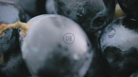 一串葡萄[4K免费商用]