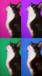 一只猫的视频在不同颜色的背景下播放了四次[免费商用竖屏]