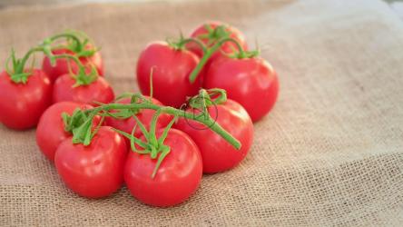 采摘的新鲜西红柿[]