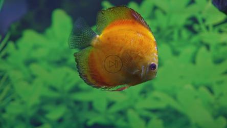 水族馆里的异国鱼[]