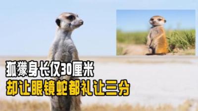 身长仅30cm，却从不把眼镜蛇放在眼里，看它是如何高智商猎蛇的？