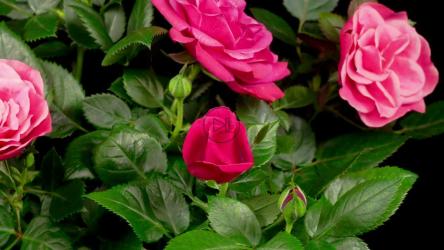 树枝上盛开的玫瑰[4K]