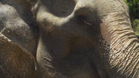 大象的侧面细节[免费商用]