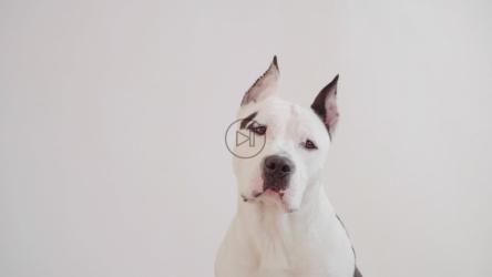 一只黑白相间的狗正抬头看着摄像机[]