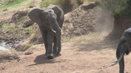 水坑里的大象[]