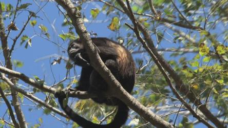 猴子妈妈和宝宝[]