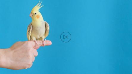 一只鹦鹉坐在一个人身上；s的手指[]