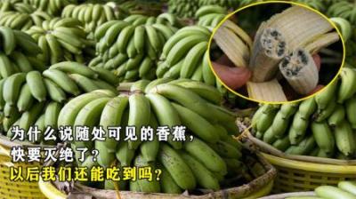 为什么说随处可见的香蕉，快要灭绝了？以后我们还能吃到吗？