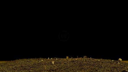 Hemp germinating on a black background[4K]
