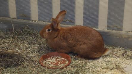 宠物动物园围栏里的红兔子[]